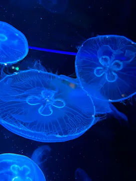 京都水族館に投稿された画像（2026/8/15）