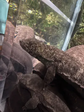 京都水族館に投稿された画像（2026/8/15）