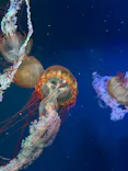 すみだ水族館に投稿された画像（2026/8/15）