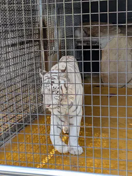 秋吉台自然動物公園 サファリランドに投稿された画像（2026/8/15）