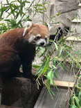 天王寺動物園に投稿された画像（2026/8/15）