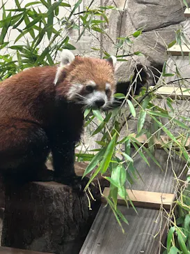 天王寺動物園に投稿された画像（2026/8/15）