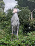 恩賜上野動物園に投稿された画像（2026/8/15）