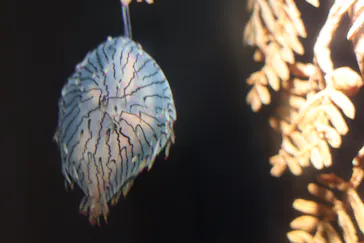 葛西臨海水族園に投稿された画像（2026/8/15）