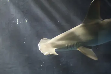 葛西臨海水族園に投稿された画像（2026/8/15）