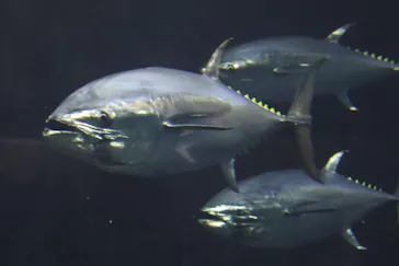 葛西臨海水族園に投稿された画像（2026/8/15）