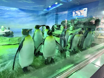 島根県立 しまね海洋館に投稿された画像（2026/8/15）