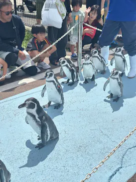 越前松島水族館に投稿された画像（2026/8/15）