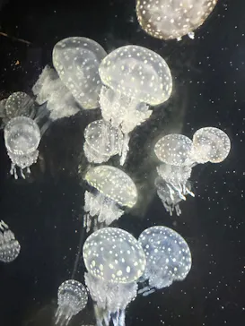 越前松島水族館に投稿された画像（2026/8/15）