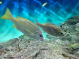 アクアワールド茨城県大洗水族館に投稿された画像（2026/8/15）