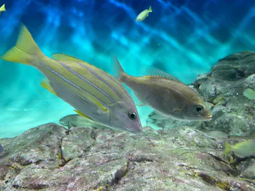 アクアワールド茨城県大洗水族館に投稿された画像（2026/8/15）
