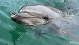 うみたま体験パーク 「つくみイルカ島」に投稿された画像（2026/8/15）
