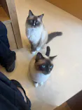 Cat Café MOFF SHIMINT HIROSHIMA店に投稿された画像（2026/8/15）