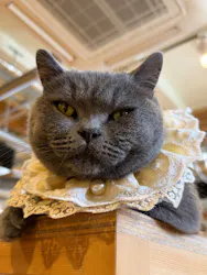 Cat Café MOFF SHIMINT HIROSHIMA店に投稿された画像（2026/8/15）