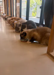 Cat Café MOFF SHIMINT HIROSHIMA店に投稿された画像（2026/8/15）