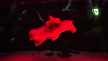 環境水族館アクアマリンふくしまに投稿された画像（2026/8/15）