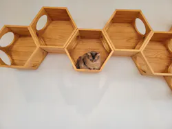 Cat Café MOFF グランベリーパーク店に投稿された画像（2026/8/15）
