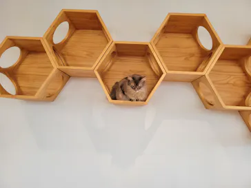Cat Café MOFF グランベリーパーク店に投稿された画像（2026/8/15）