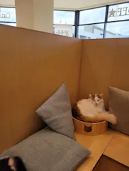 Cat Café MOFF グランベリーパーク店に投稿された画像（2026/8/15）