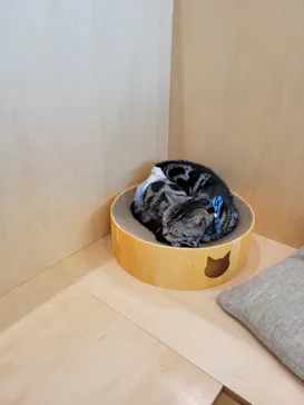 Cat Café MOFF グランベリーパーク店に投稿された画像（2026/8/15）