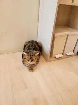 Cat Café MOFF グランベリーパーク店に投稿された画像（2026/8/15）
