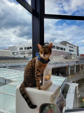 Cat Café MOFF グランベリーパーク店に投稿された画像（2026/8/15）