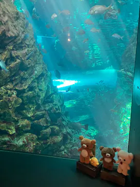 上越市立水族博物館 うみがたりに投稿された画像（2026/8/15）
