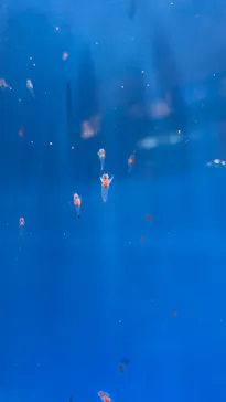 しながわ水族館に投稿された画像（2026/8/15）