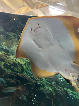 上越市立水族博物館 うみがたりに投稿された画像（2026/8/15）