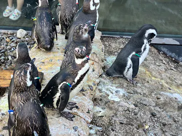 上越市立水族博物館 うみがたりに投稿された画像（2026/8/15）
