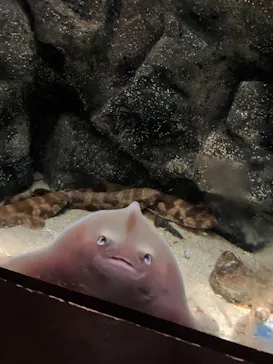 上越市立水族博物館 うみがたりに投稿された画像（2026/8/15）