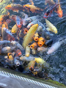 上越市立水族博物館 うみがたりに投稿された画像（2026/8/15）