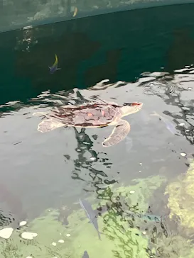 葛西臨海水族園に投稿された画像（2026/8/15）