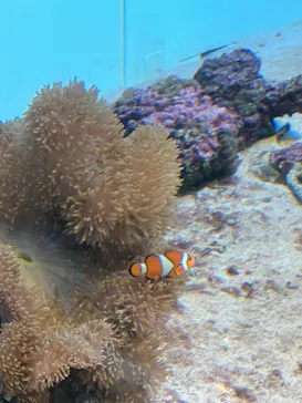 葛西臨海水族園に投稿された画像（2026/8/15）