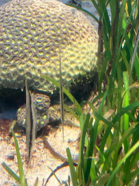 葛西臨海水族園に投稿された画像（2026/8/15）