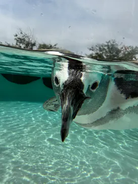 仙台うみの杜水族館に投稿された画像（2026/8/15）