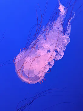 新江ノ島水族館に投稿された画像（2026/8/15）