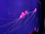 すみだ水族館に投稿された画像（2026/8/15）
