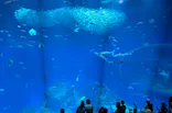 アクアワールド茨城県大洗水族館に投稿された画像（2026/8/15）