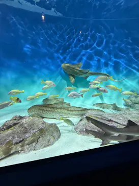 アクアワールド茨城県大洗水族館に投稿された画像（2026/8/15）