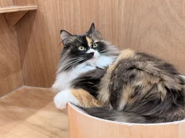 Cat Café MOFF イオンモールナゴヤドーム前店に投稿された画像（2026/8/15）