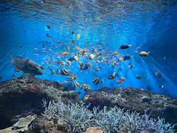 アクアワールド茨城県大洗水族館に投稿された画像（2026/8/15）