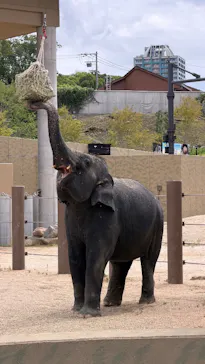 天王寺動物園に投稿された画像（2026/8/15）