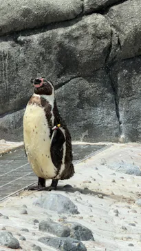 天王寺動物園に投稿された画像（2026/8/15）