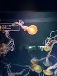 すみだ水族館に投稿された画像（2026/8/15）