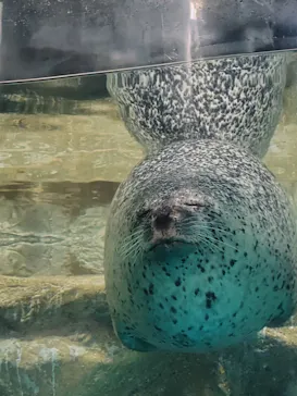 アクアワールド茨城県大洗水族館に投稿された画像（2026/8/15）