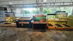 アクアマリンいなわしろカワセミ水族館に投稿された画像（2026/8/15）