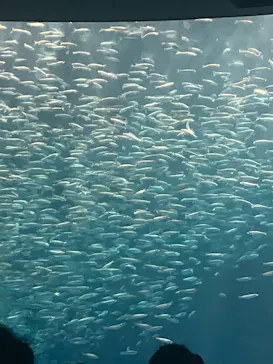 名古屋港水族館に投稿された画像（2026/8/15）