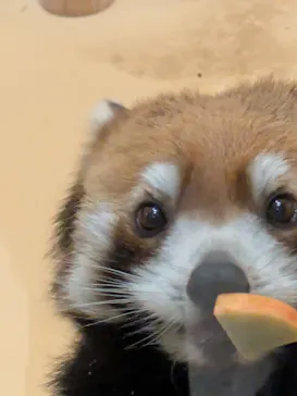 日立市かみね動物園に投稿された画像（2026/8/15）