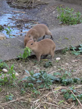 日立市かみね動物園に投稿された画像（2026/8/15）